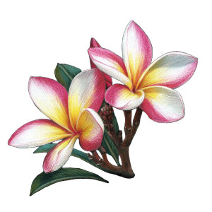 Plumeria Flowers Vinyl Car Decal Sticker – Waterproof & UV-Resistant 8"