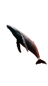 Space Whale Nebula Vinyl Car Decal Sticker – Waterproof & UV-Resistant 8"