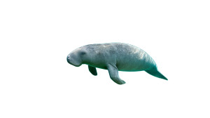 Graceful Dugong Swimming Vinyl Car Decal Sticker – Waterproof & UV-Resistant 8"