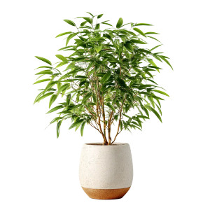 Bamboo Plant Vinyl Car Decal Sticker – Waterproof & UV-Resistant 8" Bamboo Plant Vinyl Car Decal Sticker – Waterproof & UV-Resistant 8"
