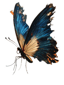 Dreamy Butterfly Vinyl Car Decal Sticker – Waterproof & UV-Resistant 8" Dreamy Butterfly Vinyl Car Decal Sticker – Waterproof & UV-Resistant 8"