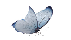 Blue Butterfly V3 Vinyl Car Decal Sticker – Waterproof & UV-Resistant 8"