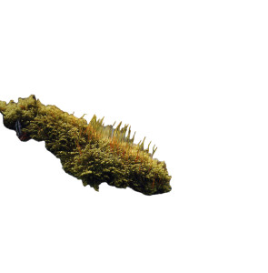 Moss On Rock Vinyl Car Decal Sticker – Waterproof & UV-Resistant 8"