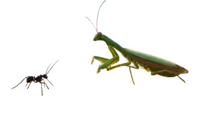 Huge Green Mantis Vinyl Car Decal Sticker – Waterproof & UV-Resistant 8"