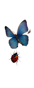 Blue Butterfly Tattoo Vinyl Car Decal Sticker – Waterproof & UV-Resistant 8" Blue Butterfly Tattoo Vinyl Car Decal Sticker – Waterproof & UV-Resistant 8"