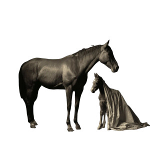 Horse Birth Vinyl Car Decal Sticker – Waterproof & UV-Resistant 8"