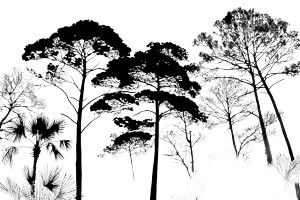 Silhouette Trees Vinyl Car Decal Sticker – Waterproof & UV-Resistant 8" Silhouette Trees Vinyl Car Decal Sticker – Waterproof & UV-Resistant 8"
