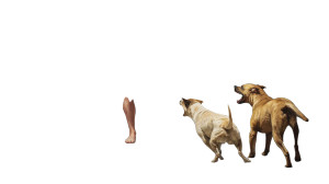 Guarding Dogs Confrontation Vinyl Car Decal Sticker – Waterproof & UV-Resistant 8"