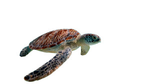 Sea Turtle Swimming Vinyl Car Decal Sticker – Waterproof & UV-Resistant 8" Sea Turtle Swimming Vinyl Car Decal Sticker – Waterproof & UV-Resistant 8"