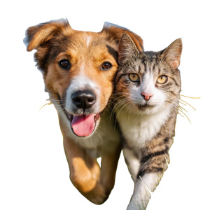 Happy Pets Playing Vinyl Car Decal Sticker – Waterproof & UV-Resistant 8"