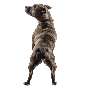 Stretching Staffordshire Terrier Vinyl Car Decal Sticker – Waterproof & UV-Resistant 8" Stretching Staffordshire Terrier Vinyl Car Decal Sticker – Waterproof & UV-Resistant 8"