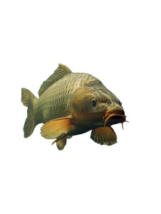 Carp Underwater Vinyl Car Decal Sticker – Waterproof & UV-Resistant 8" Carp Underwater Vinyl Car Decal Sticker – Waterproof & UV-Resistant 8"