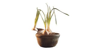 Growing Garlic Plants Vinyl Car Decal Sticker – Waterproof & UV-Resistant 8" Growing Garlic Plants Vinyl Car Decal Sticker – Waterproof & UV-Resistant 8"