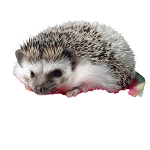 Hedgehog In Watermelon Vinyl Car Decal Sticker – Waterproof & UV-Resistant 8" Hedgehog In Watermelon Vinyl Car Decal Sticker – Waterproof & UV-Resistant 8"