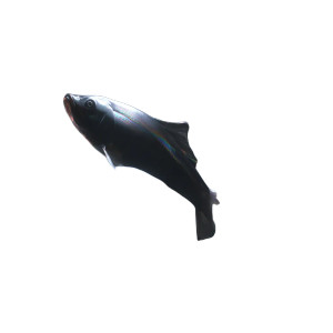 Iridescent Fish School Vinyl Car Decal Sticker – Waterproof & UV-Resistant 8" Iridescent Fish School Vinyl Car Decal Sticker – Waterproof & UV-Resistant 8"