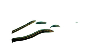Graceful Eel-Like School Vinyl Car Decal Sticker – Waterproof & UV-Resistant 8"