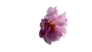 Lilac Petals Close-Up Vinyl Car Decal Sticker – Waterproof & UV-Resistant 8"