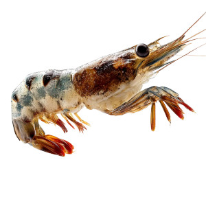Floating Shrimp Vinyl Car Decal Sticker – Waterproof & UV-Resistant 8"