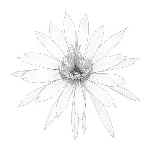 Epiphyllum Drawing Vinyl Car Decal Sticker – Waterproof & UV-Resistant 8"