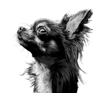 Long Hair Chihuahua Vinyl Car Decal Sticker – Waterproof & UV-Resistant 8"