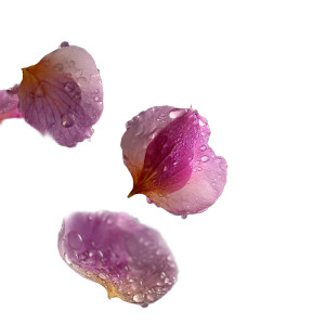 Lilac Petals Close-Up V2 Vinyl Car Decal Sticker – Waterproof & UV-Resistant 8"