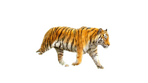 Tiger Jungle Walk Vinyl Car Decal Sticker – Waterproof & UV-Resistant 8"