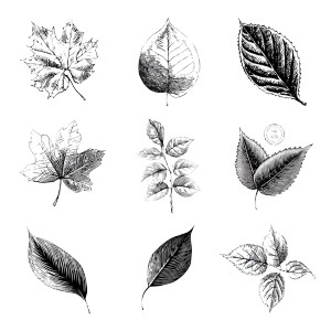 Vintage Leaf Stamps Vinyl Car Decal Sticker – Waterproof & UV-Resistant 8"
