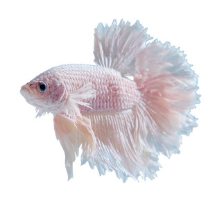 Pink Betta Fish Vinyl Car Decal Sticker – Waterproof & UV-Resistant 8"