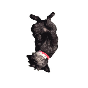 Scruffy Terrier Mix Vinyl Car Decal Sticker – Waterproof & UV-Resistant 8"