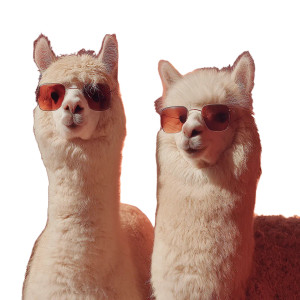 Alpacas In Sunglasses V2 Vinyl Car Decal Sticker – Waterproof & UV-Resistant 8" Alpacas In Sunglasses V2 Vinyl Car Decal Sticker – Waterproof & UV-Resistant 8"
