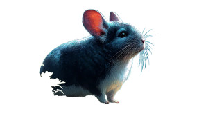 Majestic Giant Chinchilla Vinyl Car Decal Sticker – Waterproof & UV-Resistant 8"