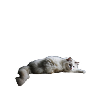 Ghibli Ragdoll Cat Vinyl Car Decal Sticker – Waterproof & UV-Resistant 8"