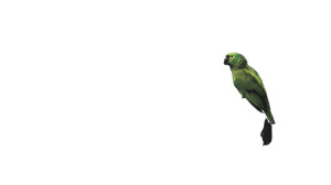 Vibrant Green Parrot Vinyl Car Decal Sticker – Waterproof & UV-Resistant 8" Vibrant Green Parrot Vinyl Car Decal Sticker – Waterproof & UV-Resistant 8"