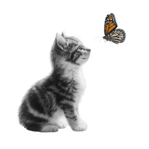 Kitten And Butterfly Vinyl Car Decal Sticker – Waterproof & UV-Resistant 8"