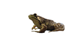Bullfrog Dozent Vinyl Car Decal Sticker – Waterproof & UV-Resistant 8"
