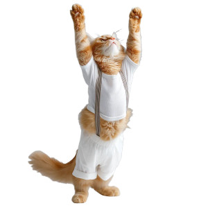 Acrobatic Ginger Cat Vinyl Car Decal Sticker – Waterproof & UV-Resistant 8"