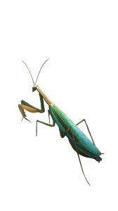 Amazon Rainforest Mantis Vinyl Car Decal Sticker – Waterproof & UV-Resistant 8"