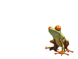 Frog At Crossroad Vinyl Car Decal Sticker – Waterproof & UV-Resistant 8" Frog At Crossroad Vinyl Car Decal Sticker – Waterproof & UV-Resistant 8"