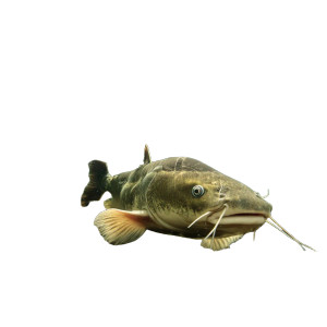 Large Catfish Swimming Vinyl Car Decal Sticker – Waterproof & UV-Resistant 8" Large Catfish Swimming Vinyl Car Decal Sticker – Waterproof & UV-Resistant 8"