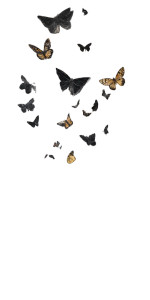 Black Butterfly Field Vinyl Car Decal Sticker – Waterproof & UV-Resistant 8"