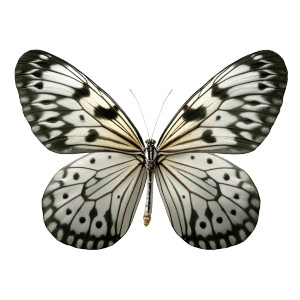 White Butterfly V3 Vinyl Car Decal Sticker – Waterproof & UV-Resistant 8"