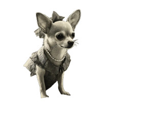 Vintage Chihuahua Date Vinyl Car Decal Sticker – Waterproof & UV-Resistant 8"