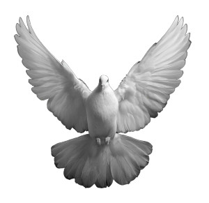 White Dove Vinyl Car Decal Sticker – Waterproof & UV-Resistant 8" White Dove Vinyl Car Decal Sticker – Waterproof & UV-Resistant 8"
