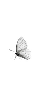 Abstract White Butterfly Vinyl Car Decal Sticker – Waterproof & UV-Resistant 8" Abstract White Butterfly Vinyl Car Decal Sticker – Waterproof & UV-Resistant 8"