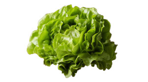 Nutritionist With Lettuce Poster Vinyl Car Decal Sticker – Waterproof & UV-Resistant 8"