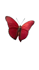 Red Butterfly On Rose Vinyl Car Decal Sticker – Waterproof & UV-Resistant 8"