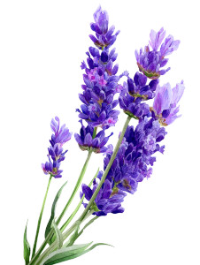 Lavender Watercolor Vinyl Car Decal Sticker – Waterproof & UV-Resistant 8"