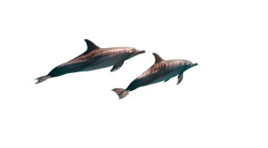 Underwater Dolphins Vinyl Car Decal Sticker – Waterproof & UV-Resistant 8"