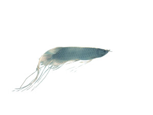Long-Tailed Fish Vinyl Car Decal Sticker – Waterproof & UV-Resistant 8"