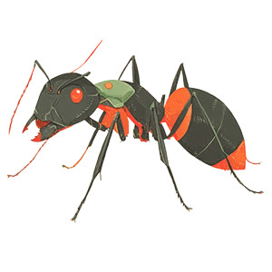 Semi Realistic Ant Vinyl Car Decal Sticker – Waterproof & UV-Resistant 8"